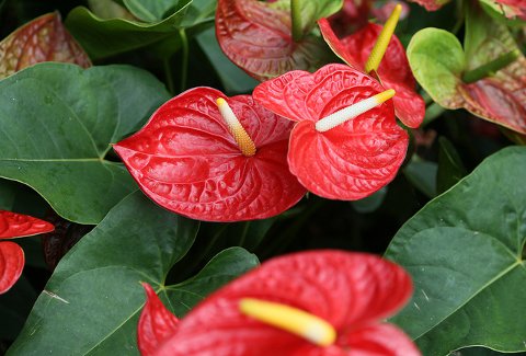 anthurium