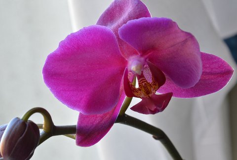 phalaenopsis Irene Grassi